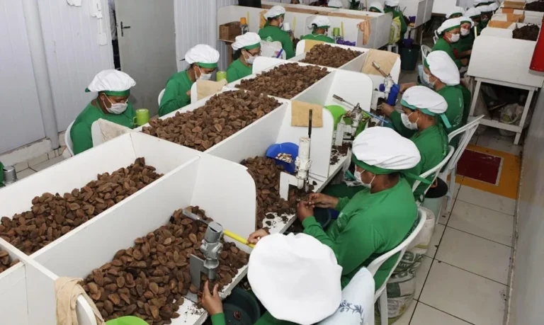 Galpão com várias pessoas de uniforme verde, touca e máscara trabalhando em bancadas individuais, cada uma com castanhas com casca à frente.