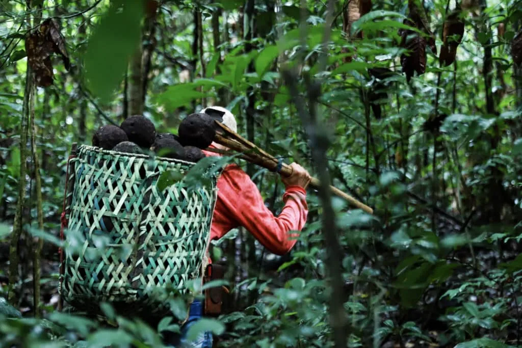 Pessoa de camisa vermelha carregando nas costas um balaio trançado cheio de ouriços de castanha, dentro da floresta fechada.